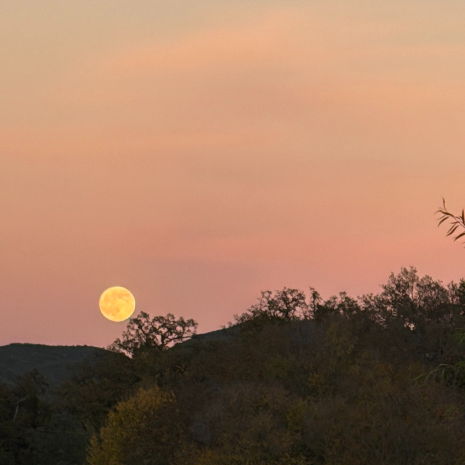 Last night's Super 'Cold' Moon may have reminded you that it's time for blackout shades. Be ready for the next full moon with shades and drapes that block the light.
🌚Our @hunterdouglas honeycomb LightLock shades block all light gaps.
🌚For a more d