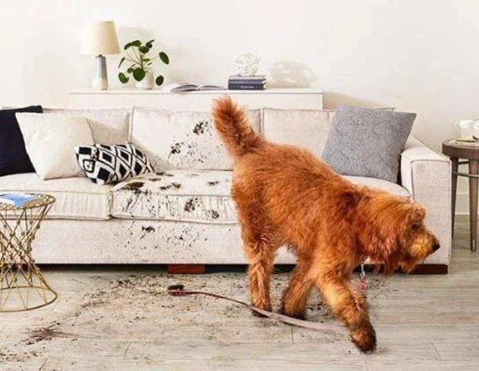 Keeping up with these rainy days may have you quickly tiring of the stress of the mess!  In case your floors get flooded, we want you to know that we are well-versed in working with insurance recovery. We are here when you need us, and just a phone c