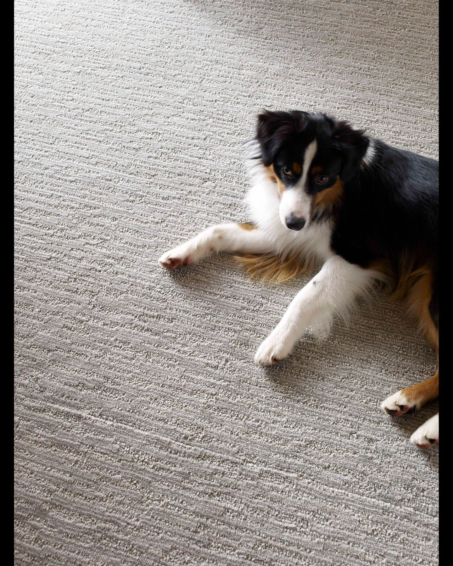 Our plush Redwood carpet offers softness and warmth, creating the perfect cozy spot for your furry friend to relax. 🐾 ✨