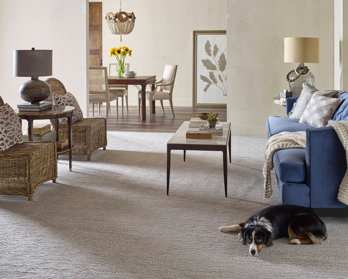 Get ready for endless snuggles! 🐾 Plush Redwood carpet creates the ultimate cozy retreat, perfect for happy pups (and people!) to relax. ✨ 
Redwood 2701 Cottonwood

#PetFriendlyHome #LivingRoomGoals #LuxuryCarpet #CozyHome #DogLife #HomeComfort #Int