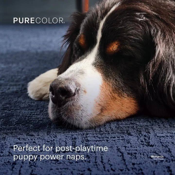 We all deserve a soft place to land after a big day. ☁️

Shop all the colors in this line byvivisiting us today at Knight's Carpets And Interiors! 

Monarch | 590 Royal

#PetFriendlyCarpet #PetFriendlyFloors #StainResistantCarpet #PetFriendlyHome #Pu