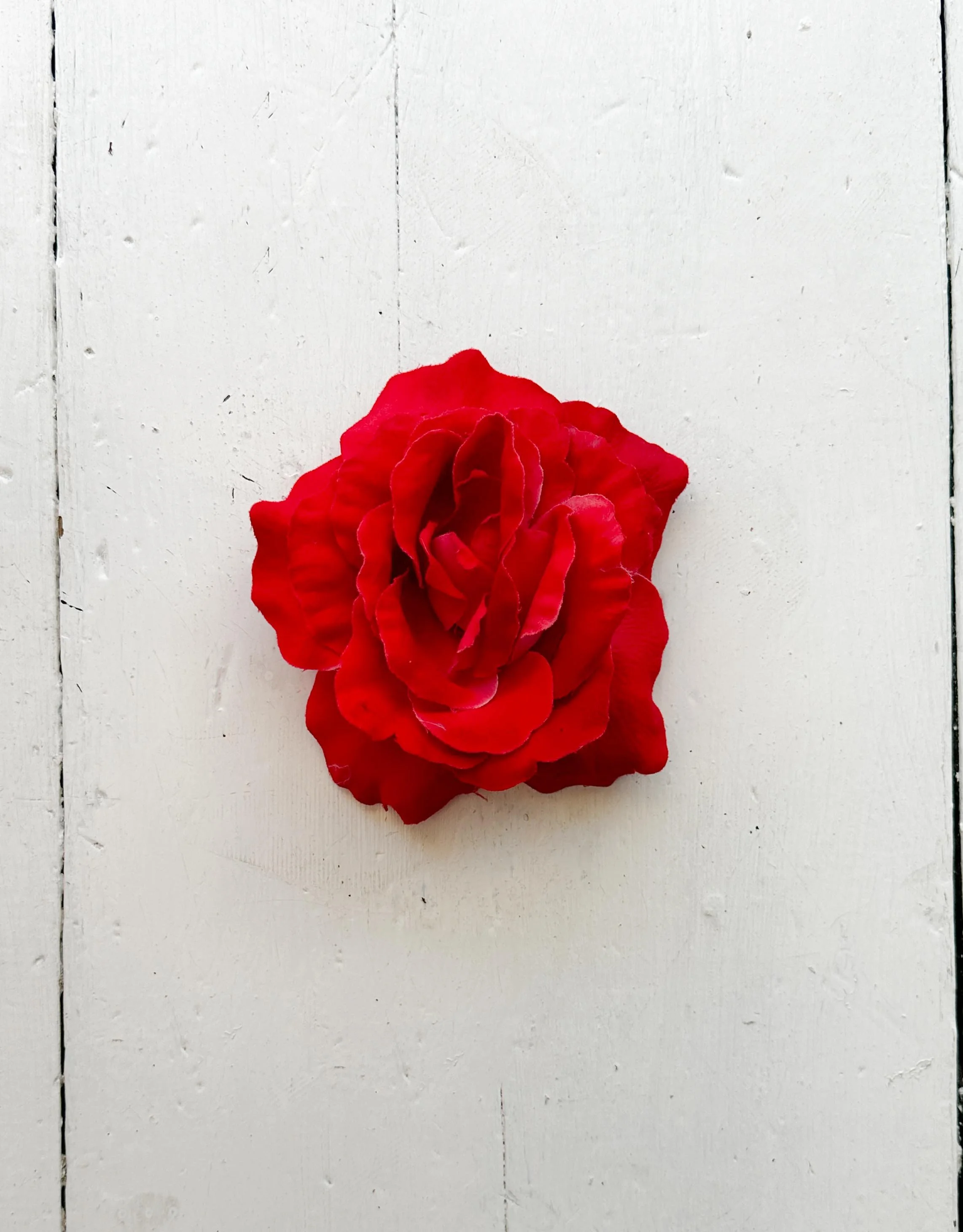 rosette (4 of 4).jpg