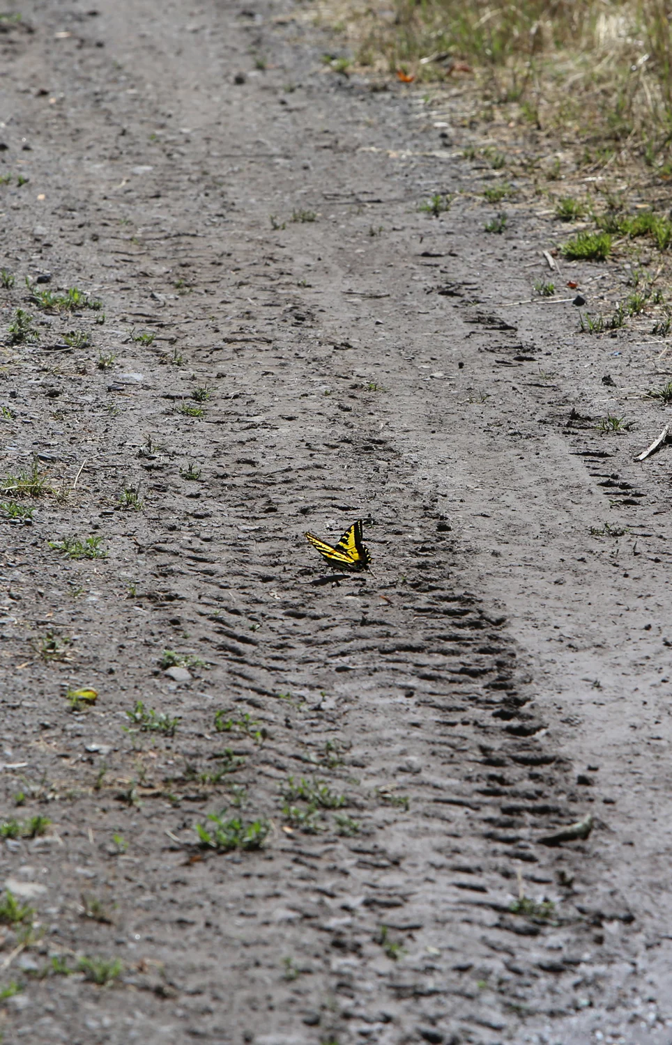 butterfly.jpg