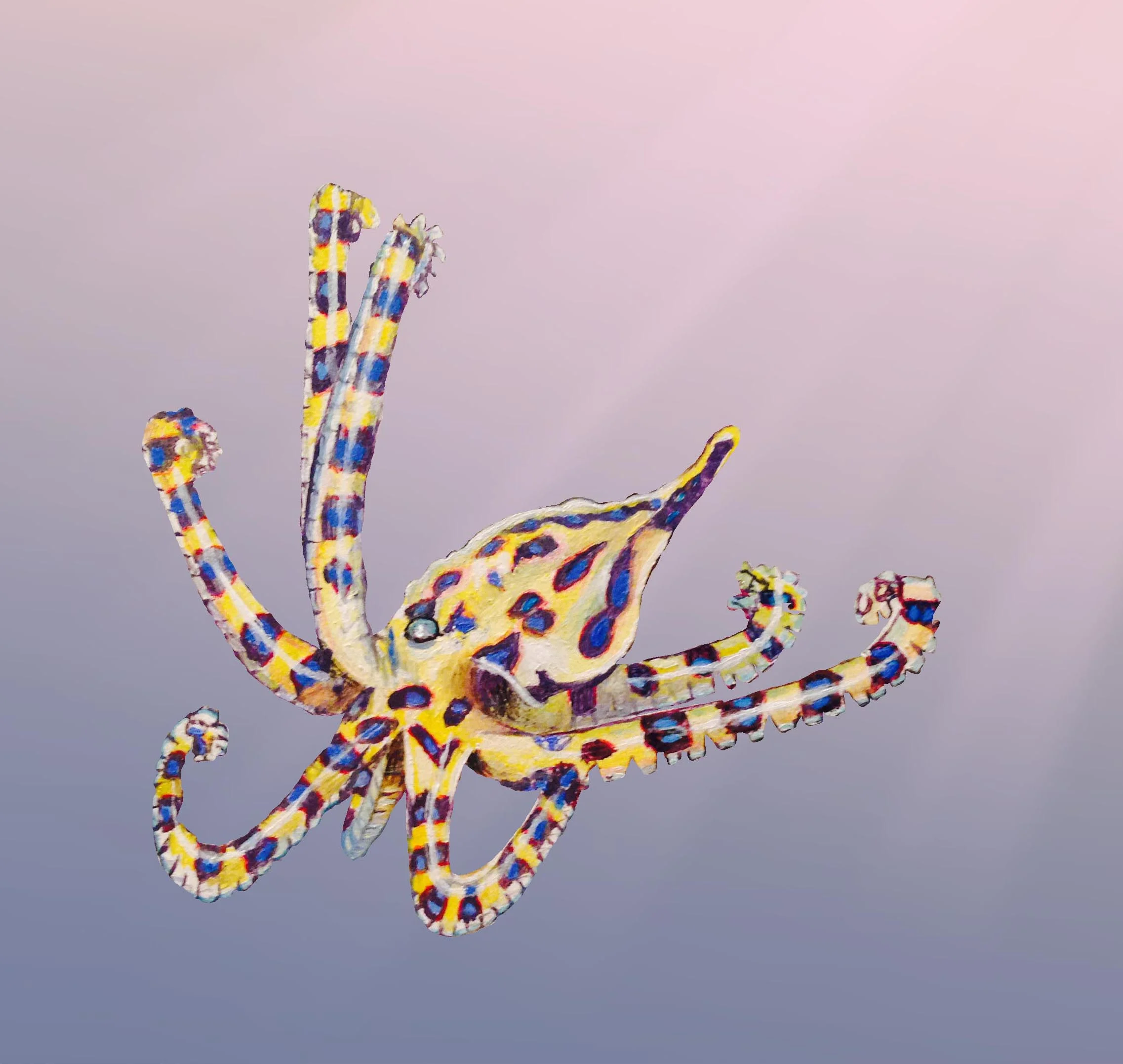octi copypurple.jpg