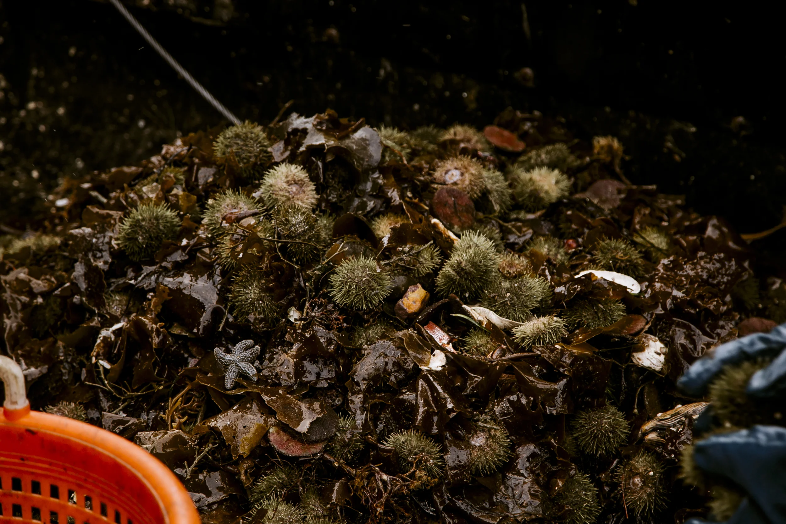 urchins_stonington-1606.jpg