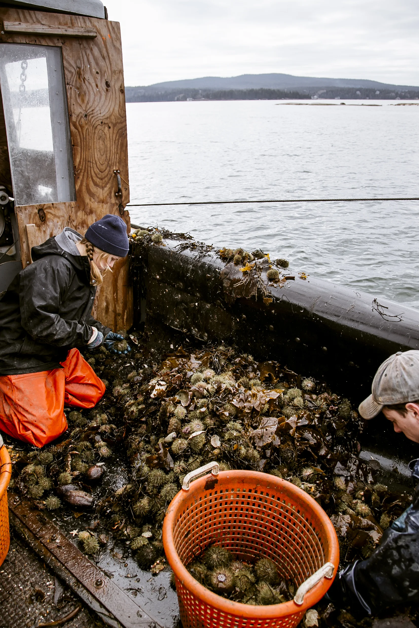 urchins_stonington-2137.jpg
