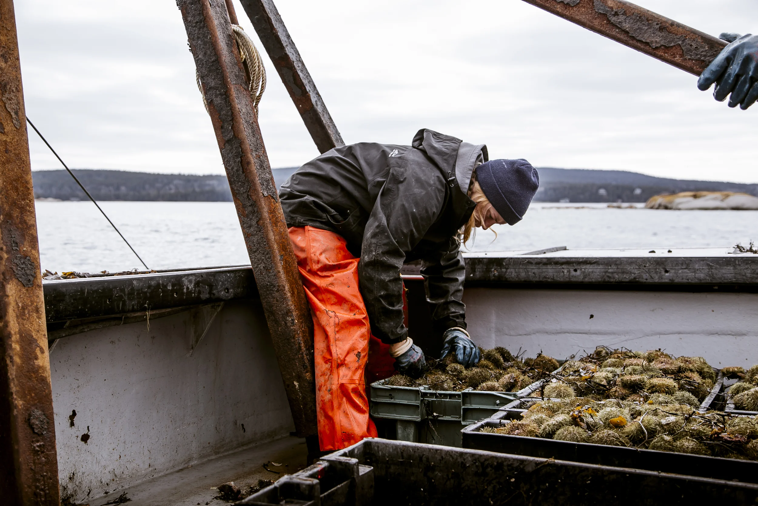 urchins_stonington-2233.jpg