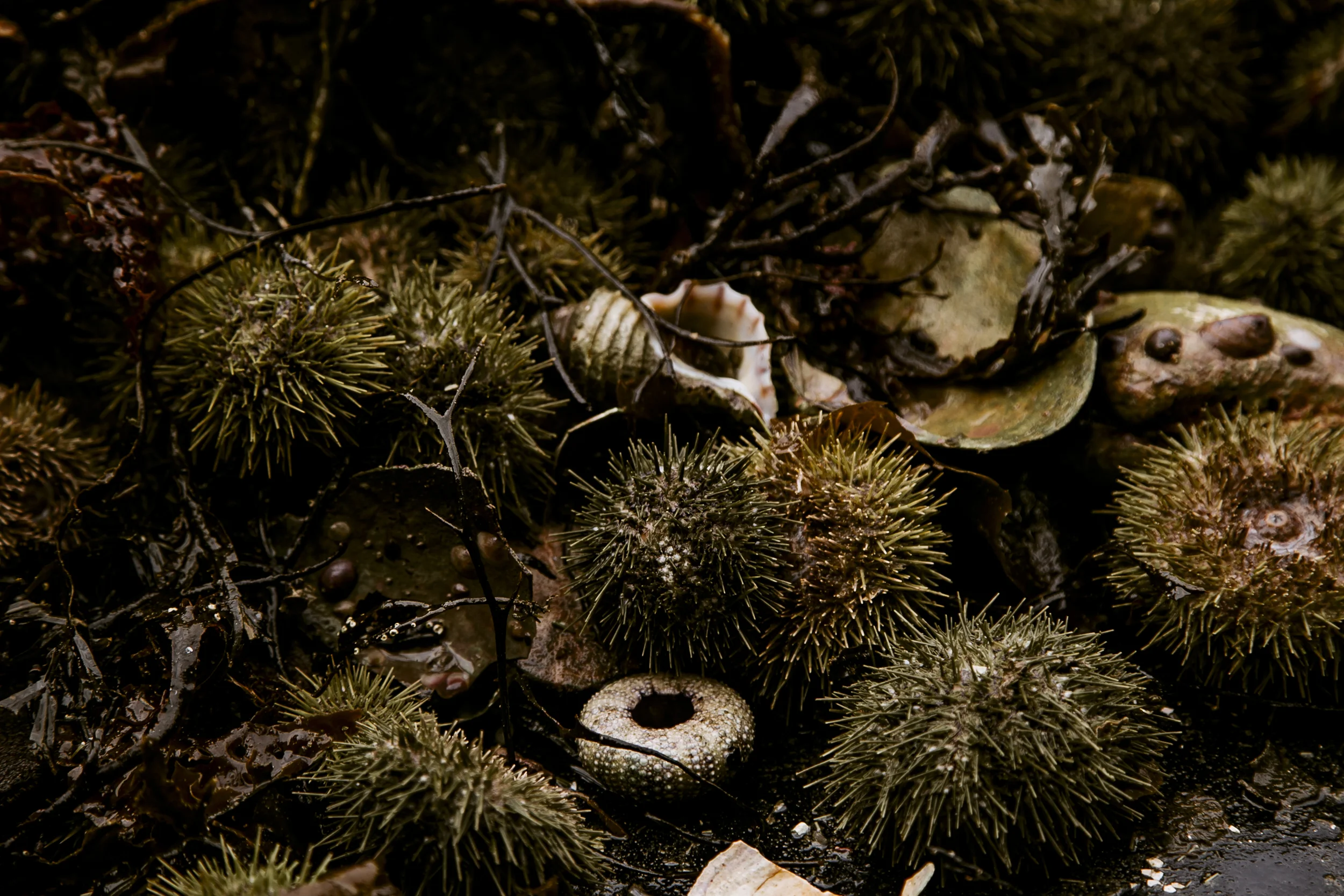 urchins_stonington-2087.jpg