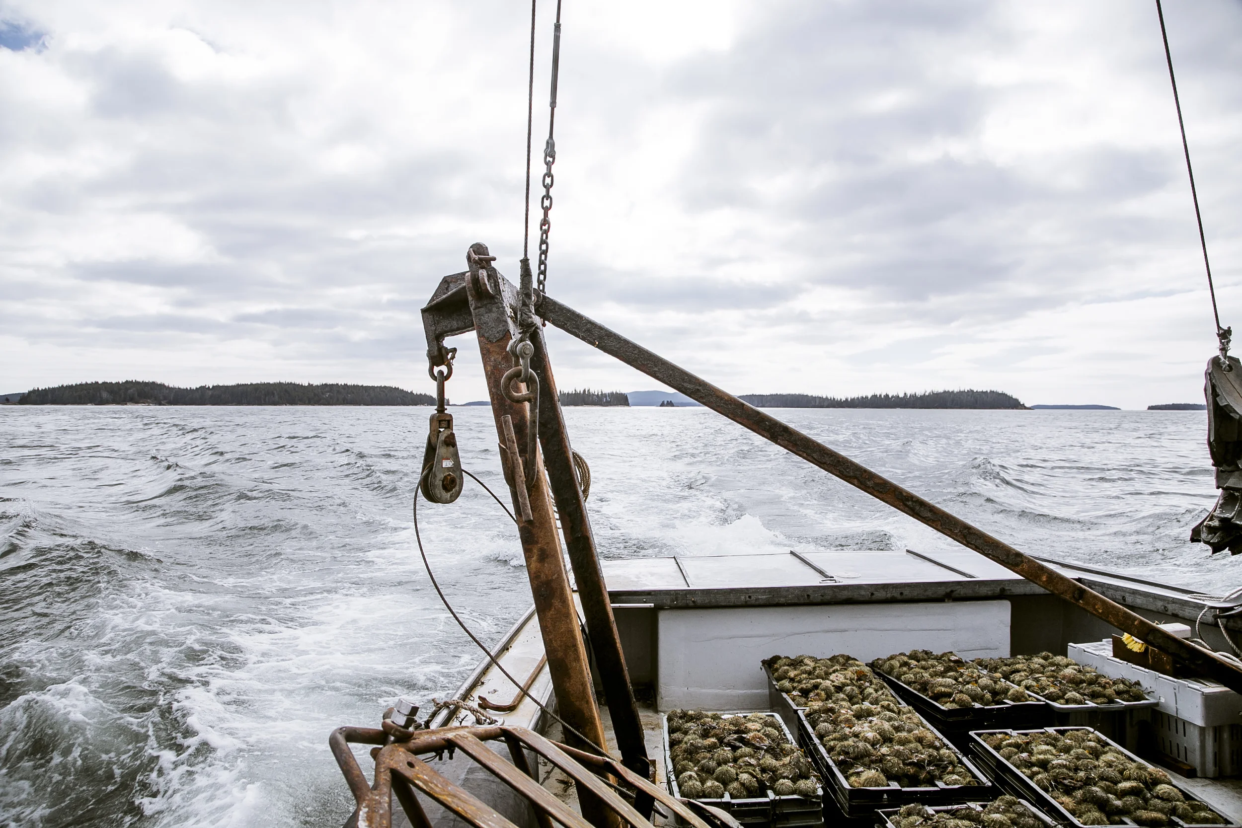 urchins_stonington-2400.jpg