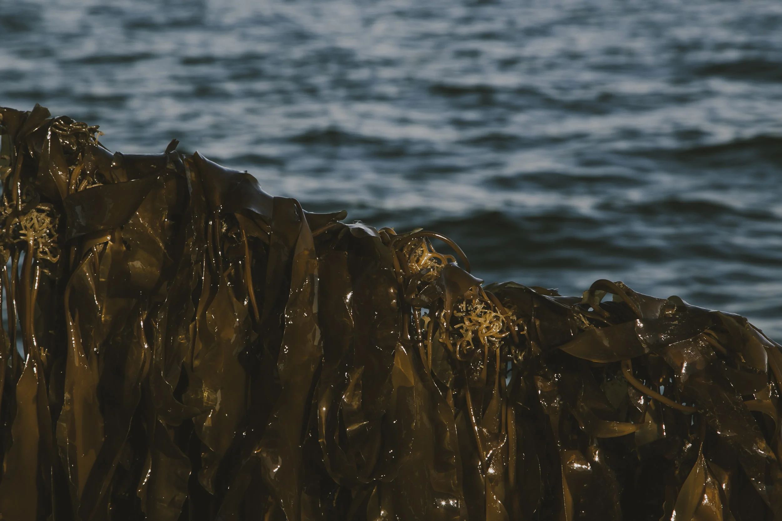 bangs_island-265.jpg