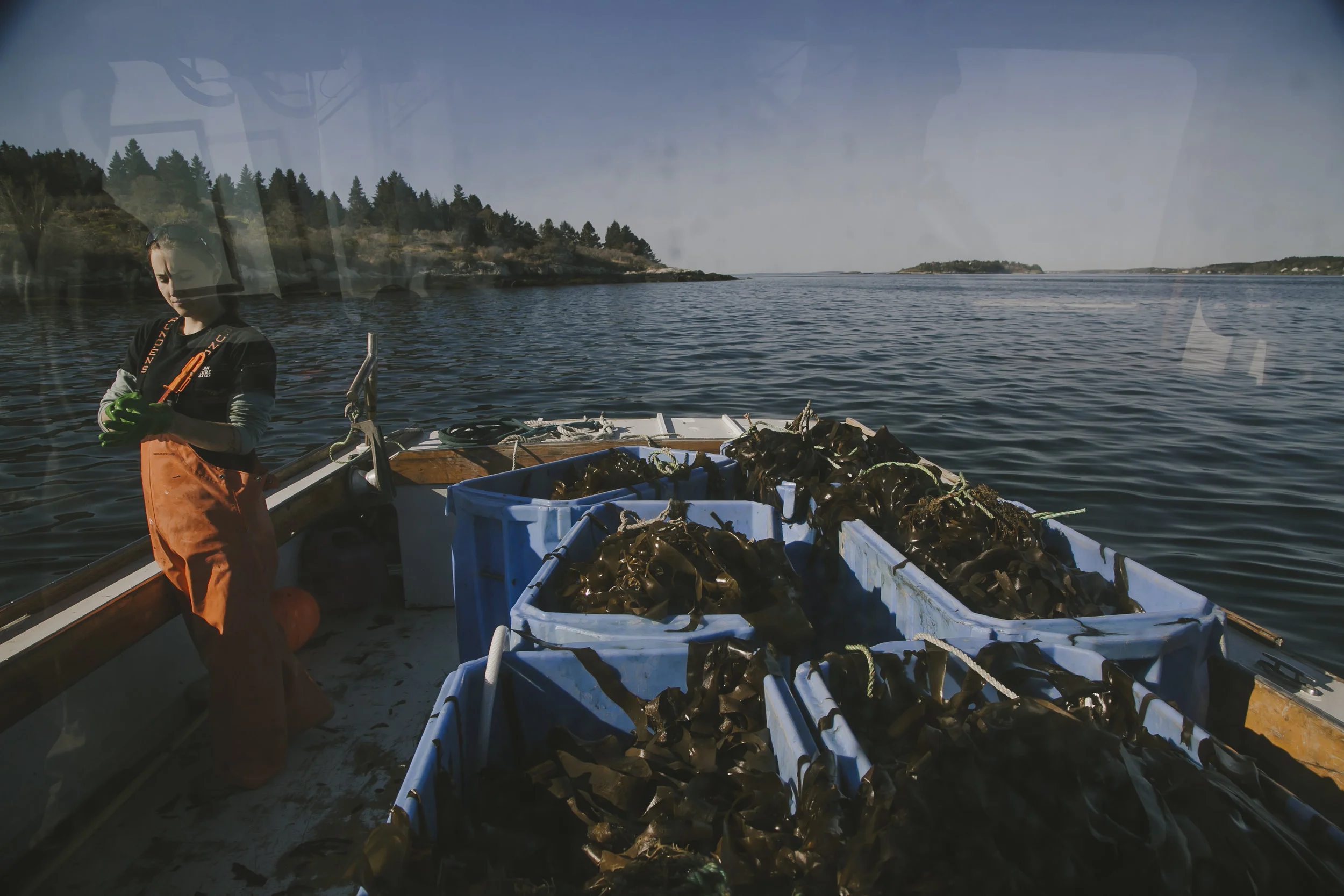 bangs_island-550.jpg