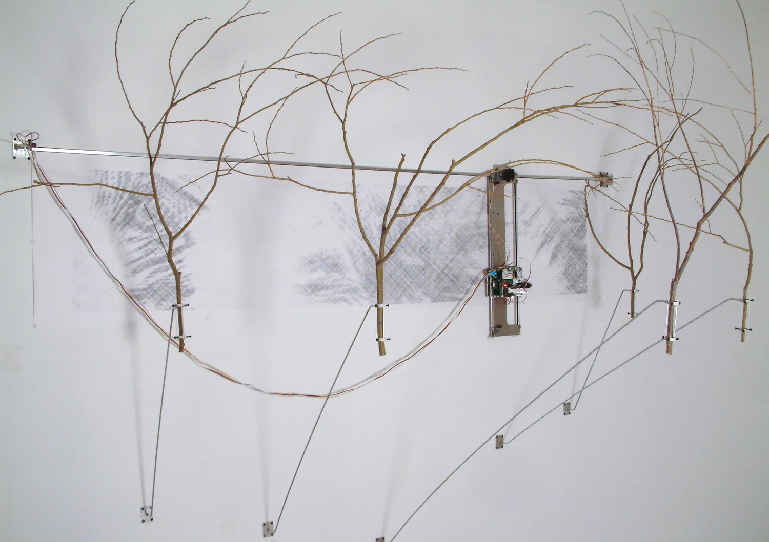 sized_5branches.jpg