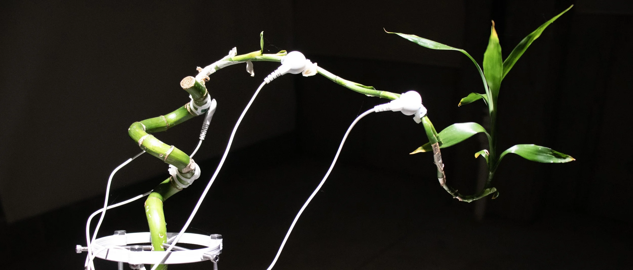 bamboo_bot(banner).jpg