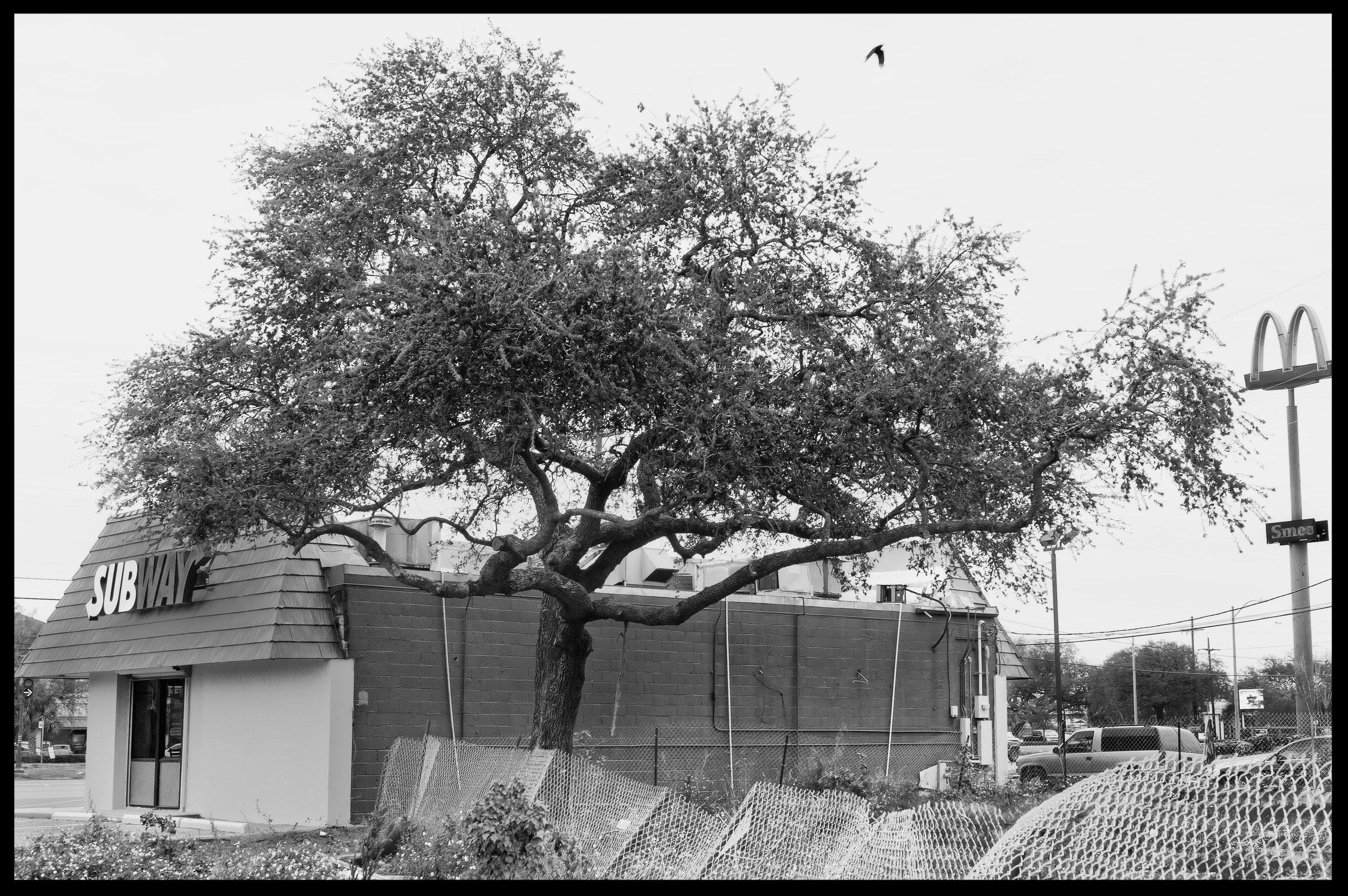 subway tree.jpg