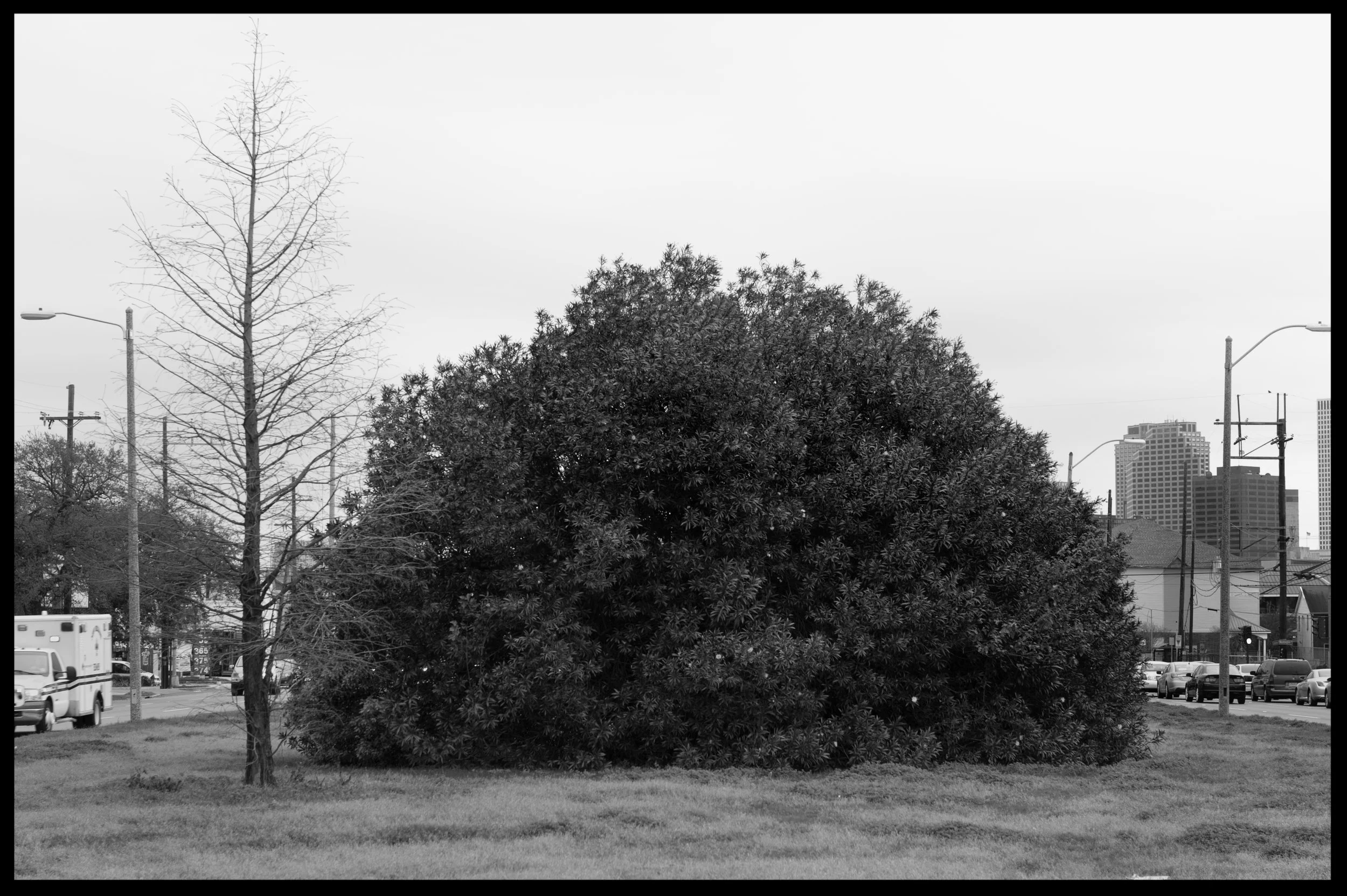 dome tree photoshop edit.jpg