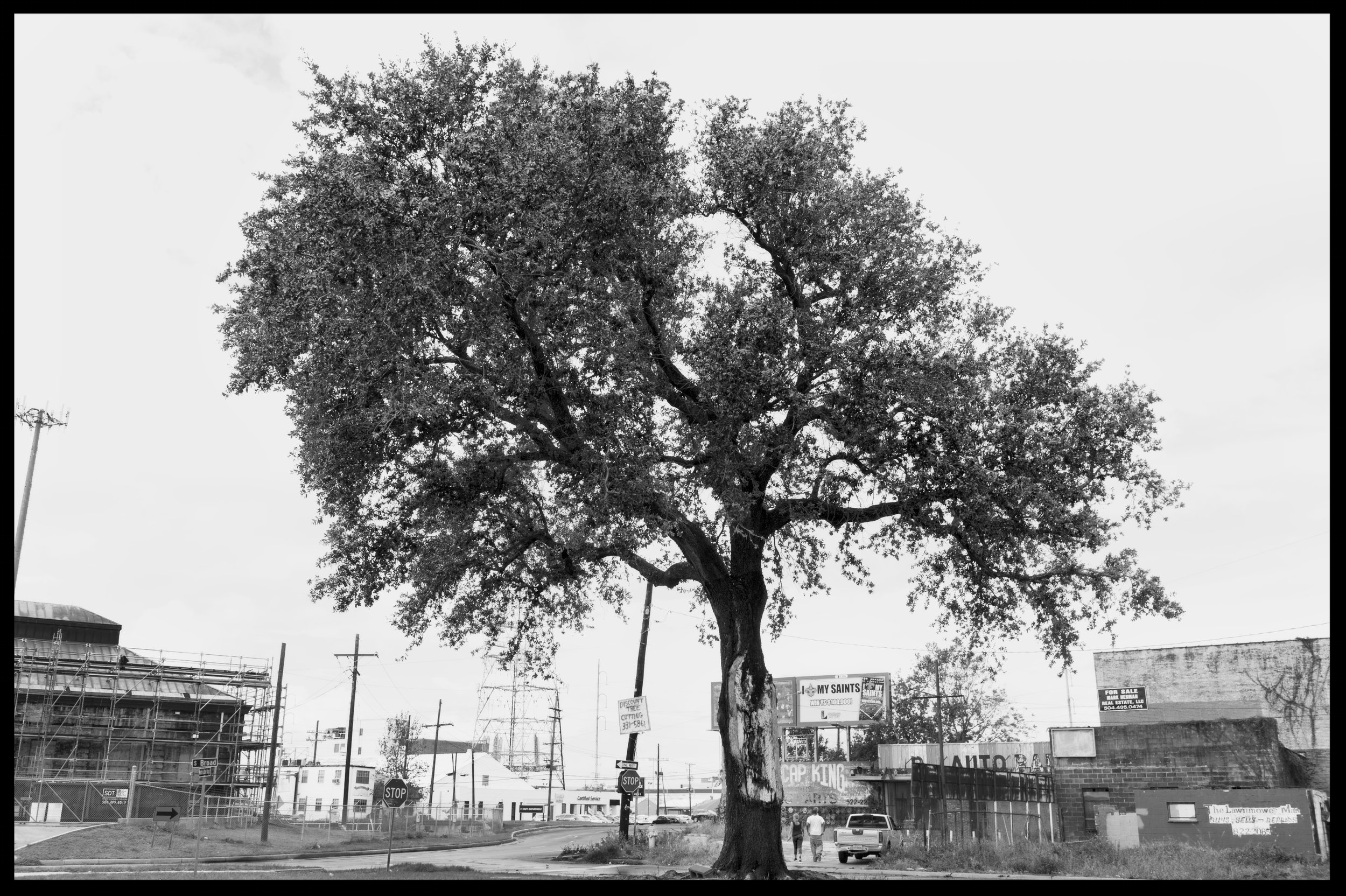 hub cap tree .jpg