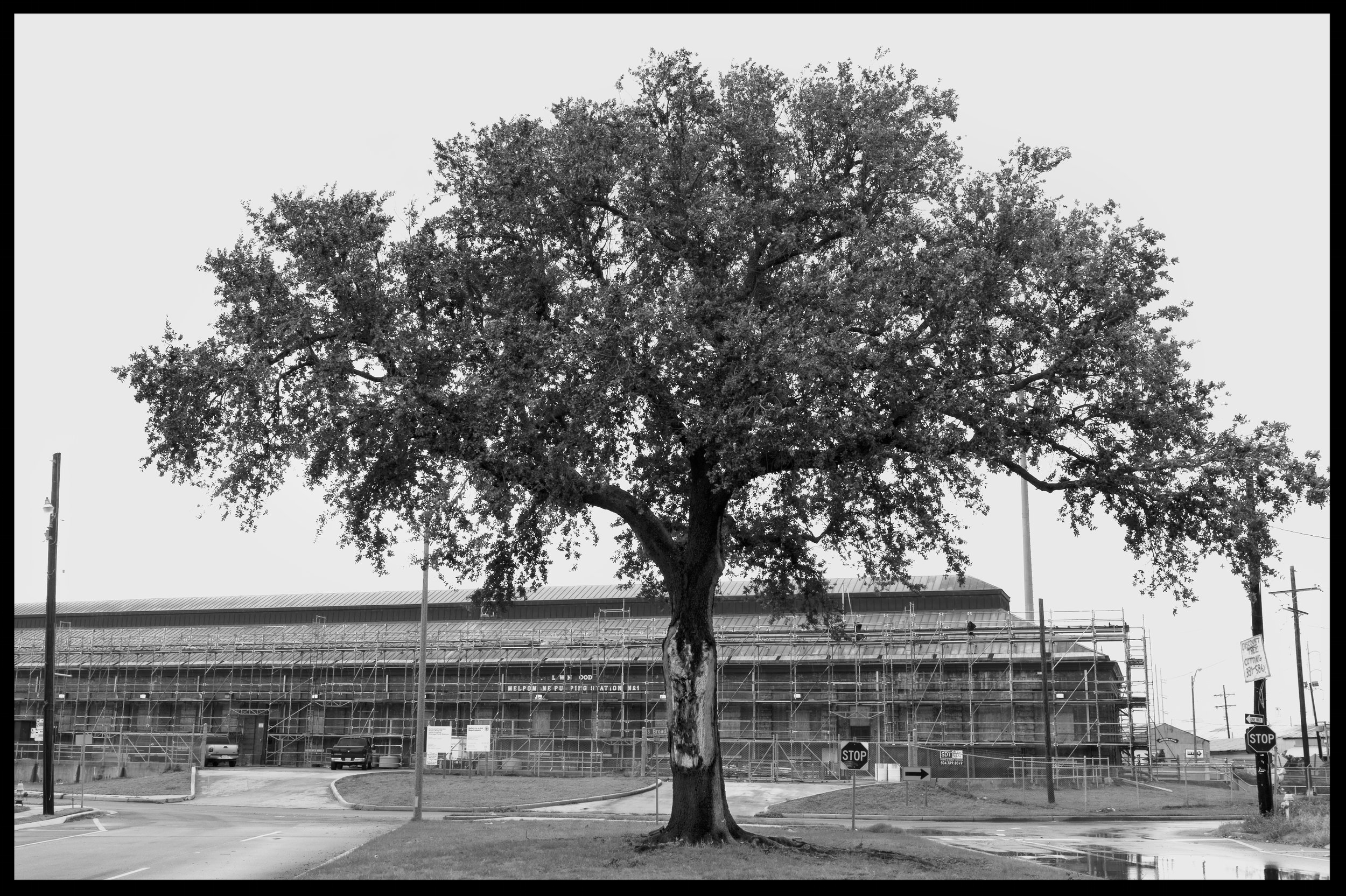 pumping station tree.jpg