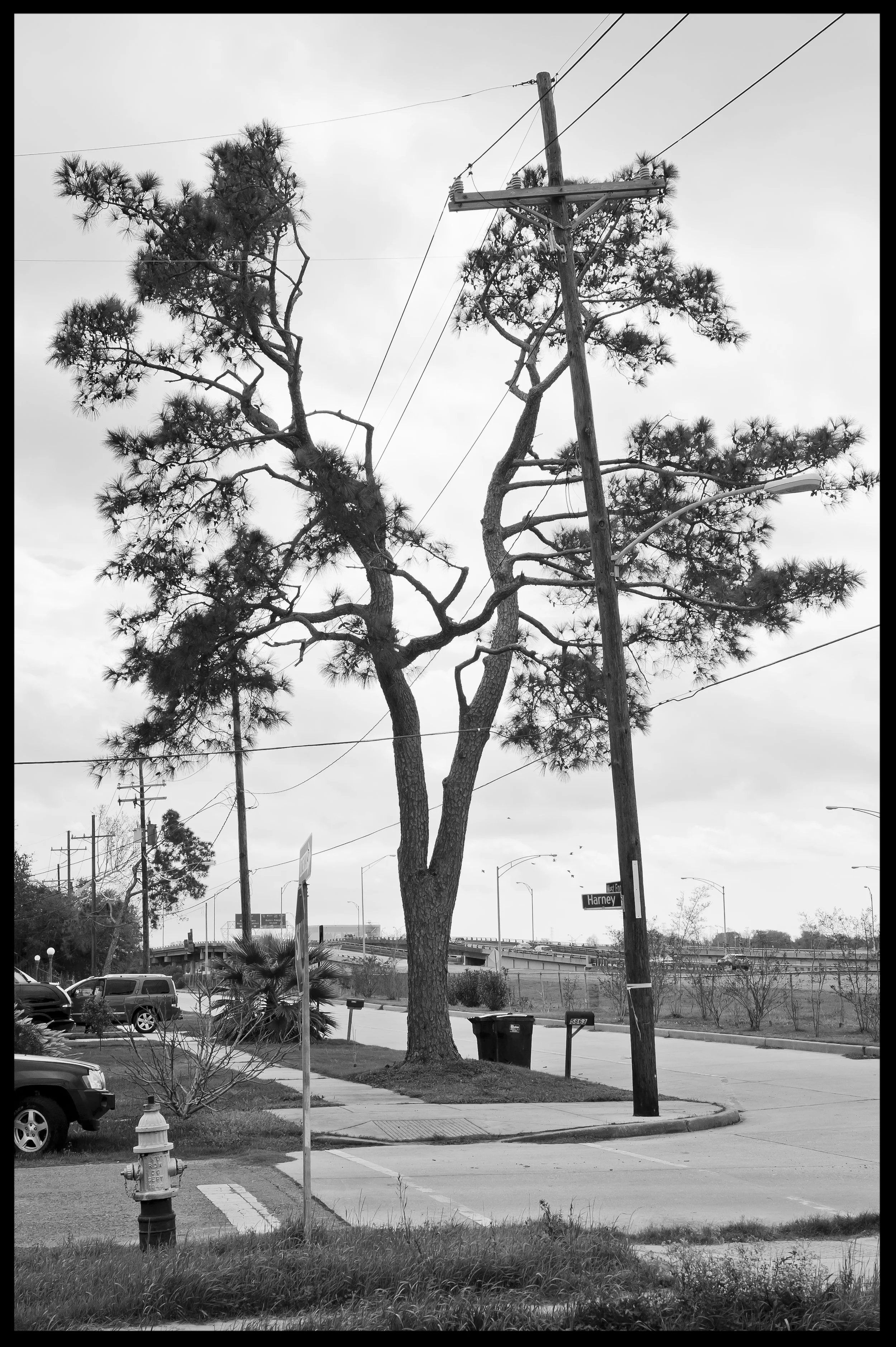 split tree.jpg