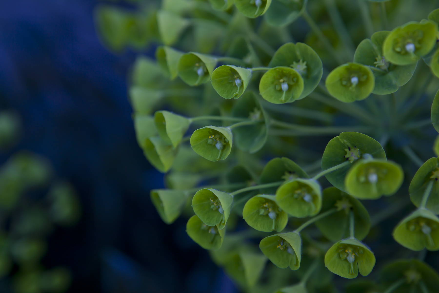 I just thought this plant looked interesting...I'm not sure what it is