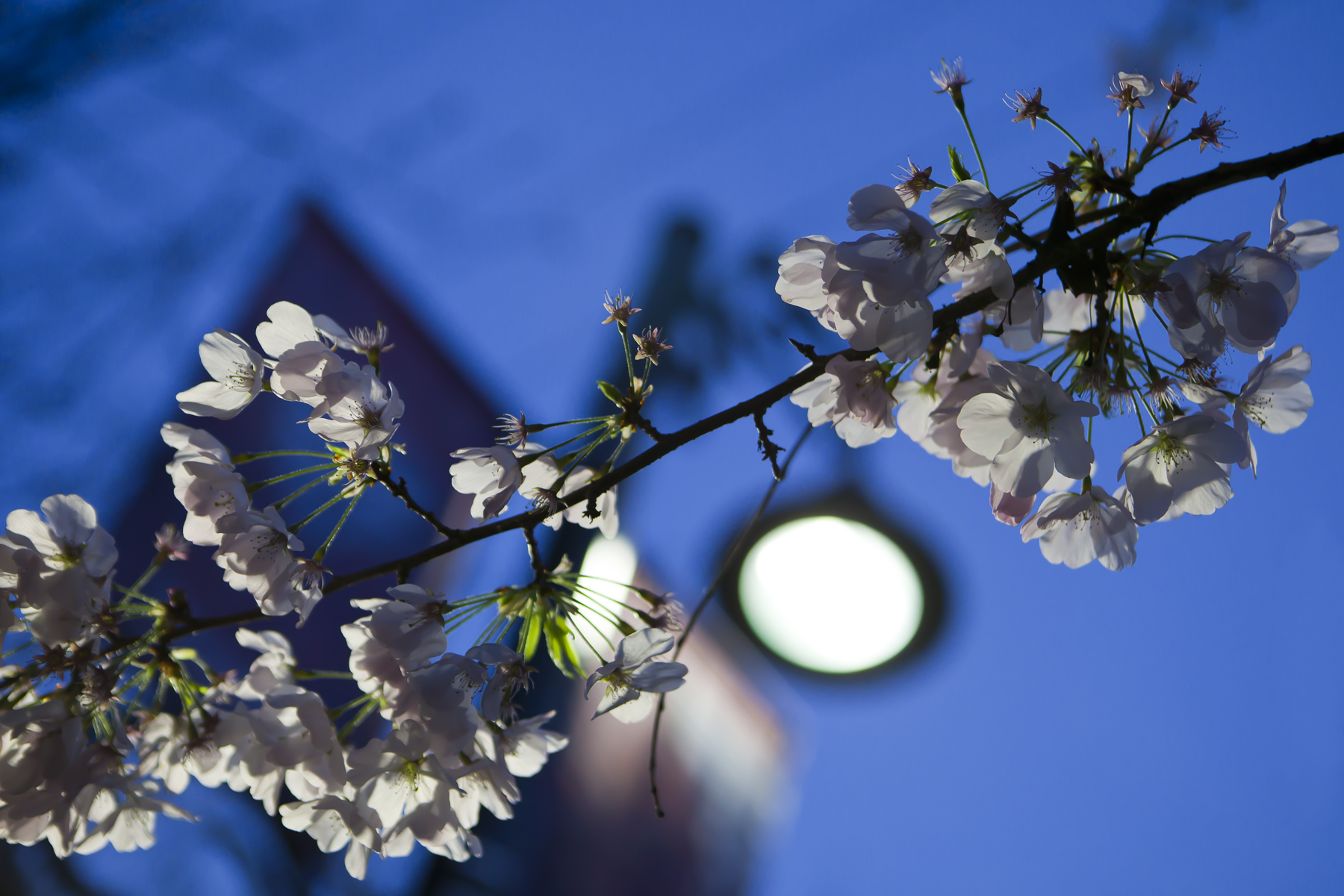 Cherry blossoms at night in Yaletown 