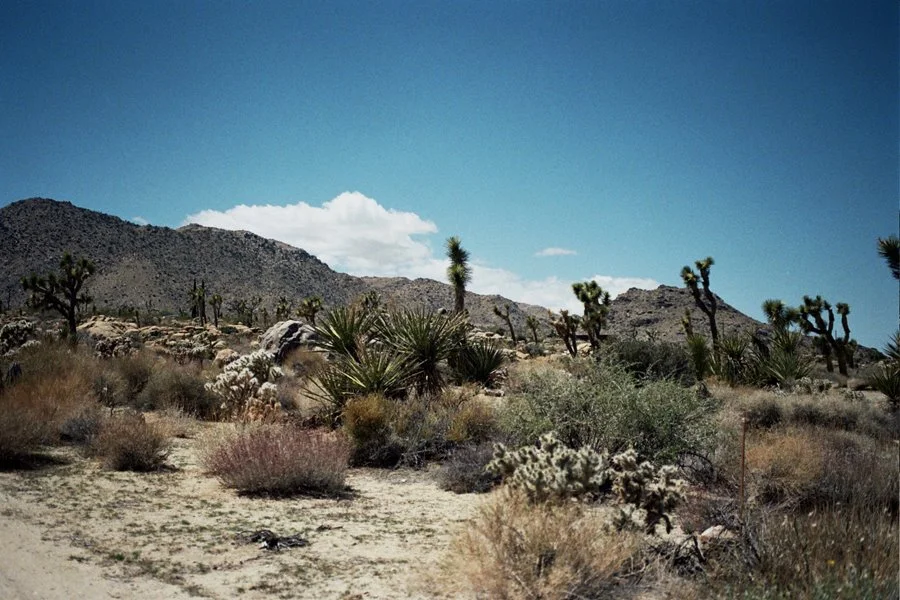 joshuatree.jpg