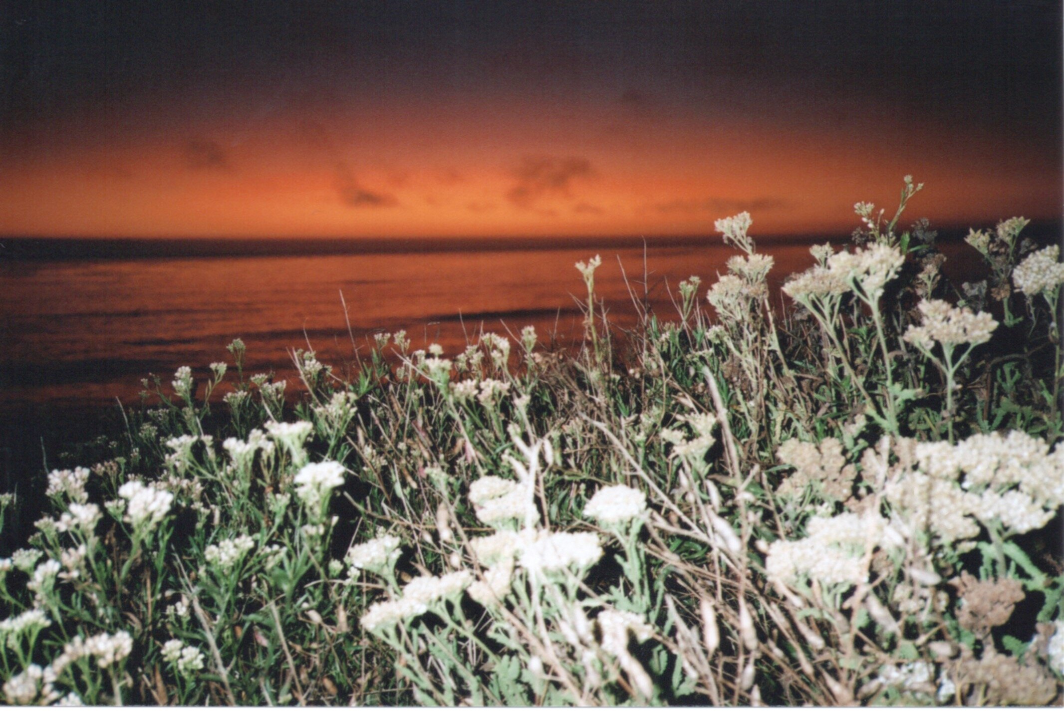 sunsetflowers.jpeg