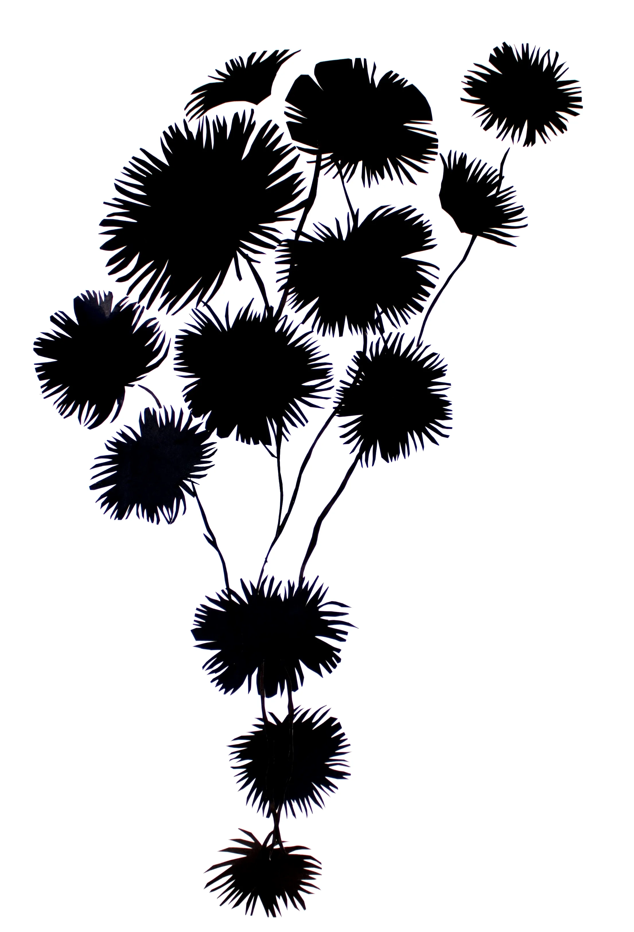 Black Mimosa, March 1, 2014