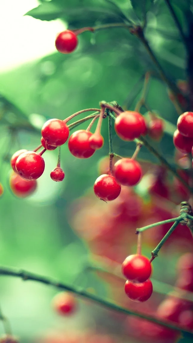 red-berries-iphone-5-wallpaper-ilikewallpaper_com.jpeg