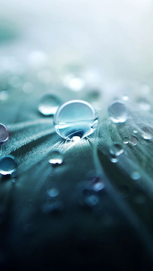 pure-dew-closeups-iphone-5-wallpaper-ilikewallpaper_com.jpeg