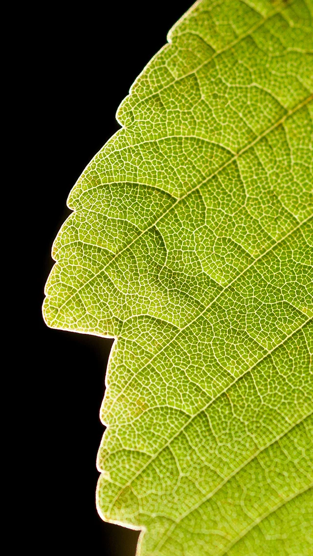 03063_leaflife_640x1136_iphone_5_wallpaper.jpeg