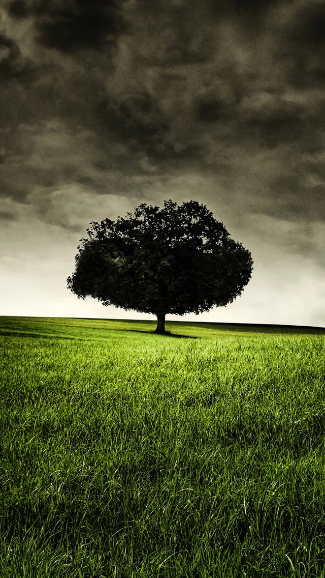 single-tree-on-hill-iphone-5-wallpaper-ilikewallpaper_com.jpeg