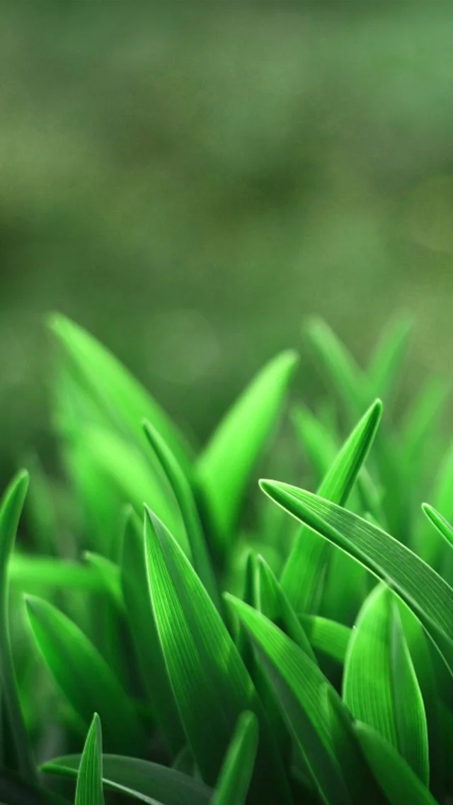 grassmacro_iphone_5_wallpaper.jpeg