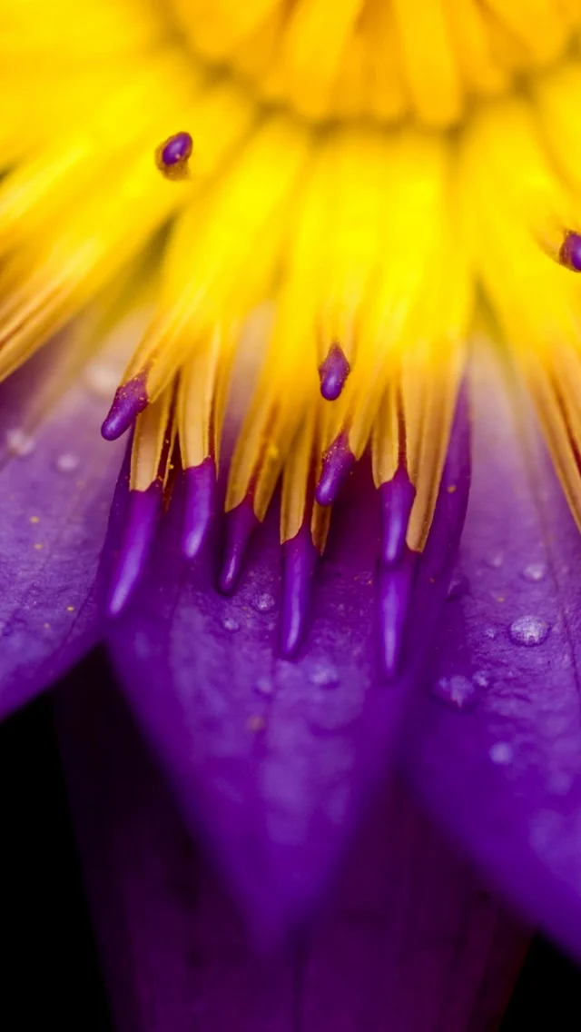 purple-and-yellow-petals-iphone-5-wallpaper-ilikewallpaper_com.jpeg