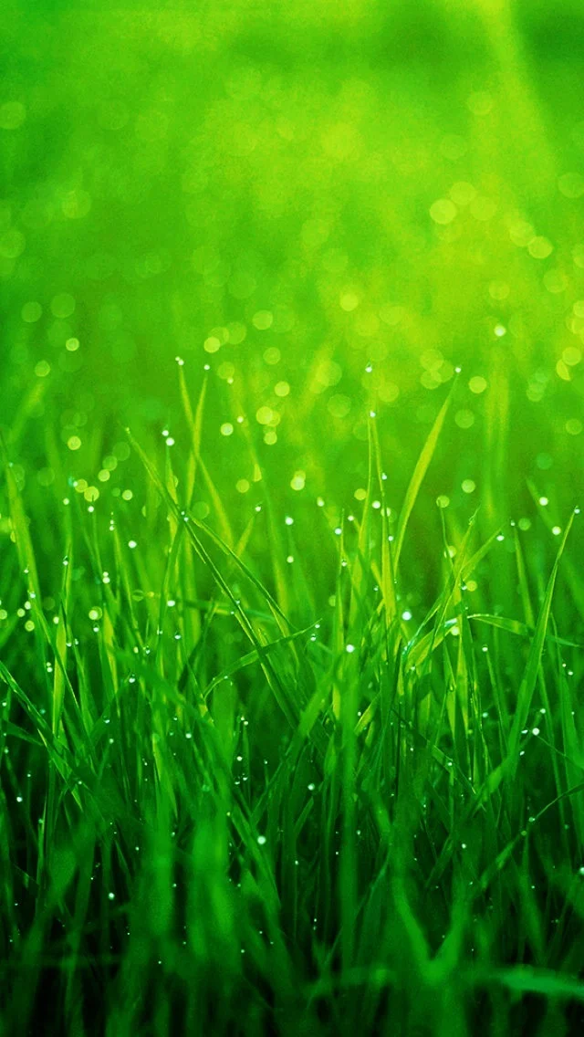 blades_of_bokeh_grass_iphone_5_wallpaper.jpg