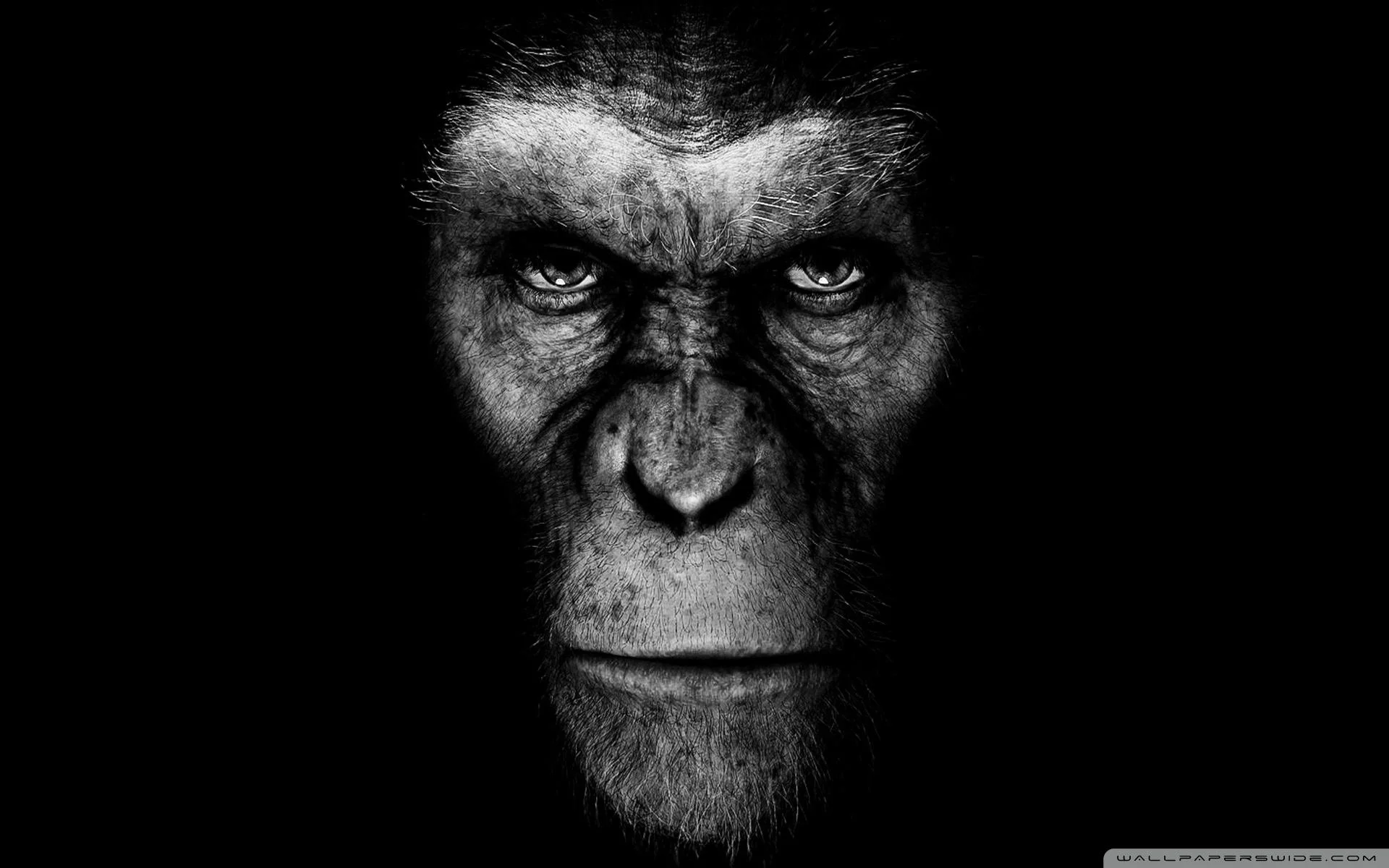 rise_of_the_planet_of_the_apes_desktop_wallpaper_caesar.jpg