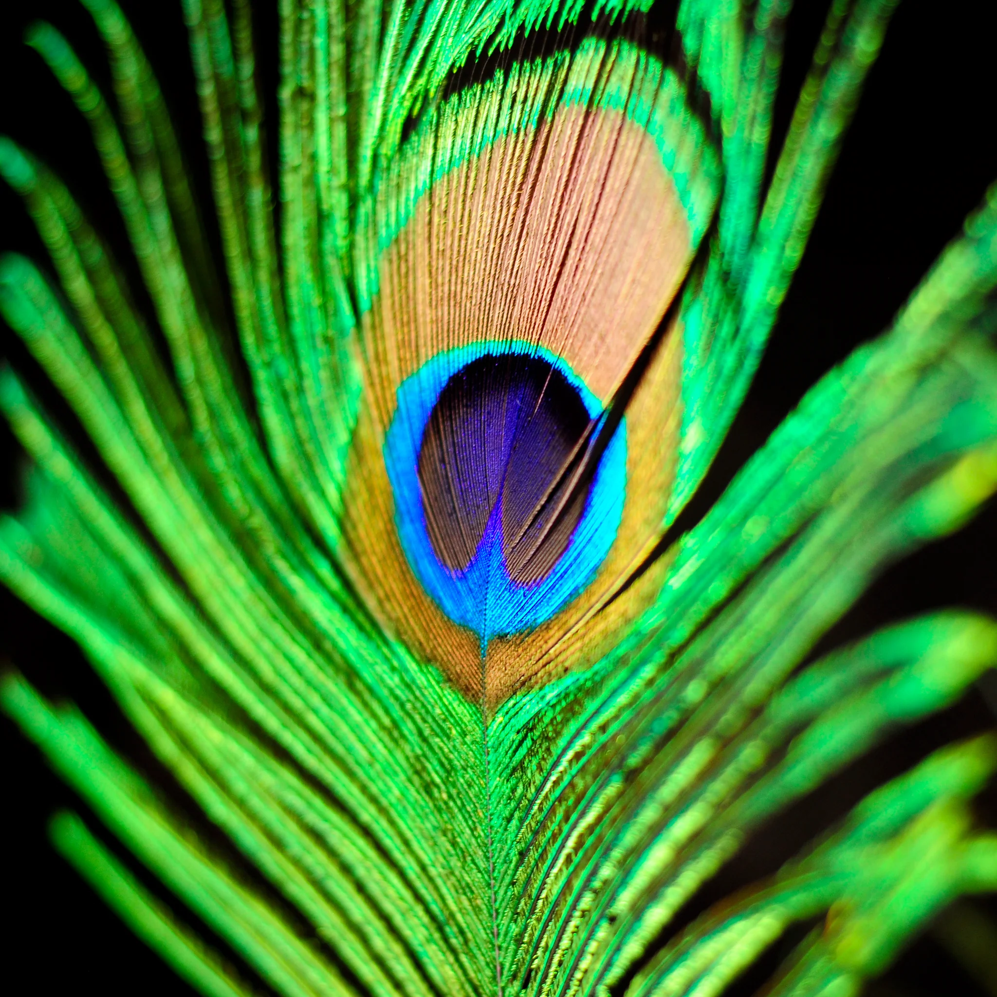 3rd_gen_ipad_retina_display_wallpaper_anemeraldprincess_2048x2048_via_interfacelift.jpg