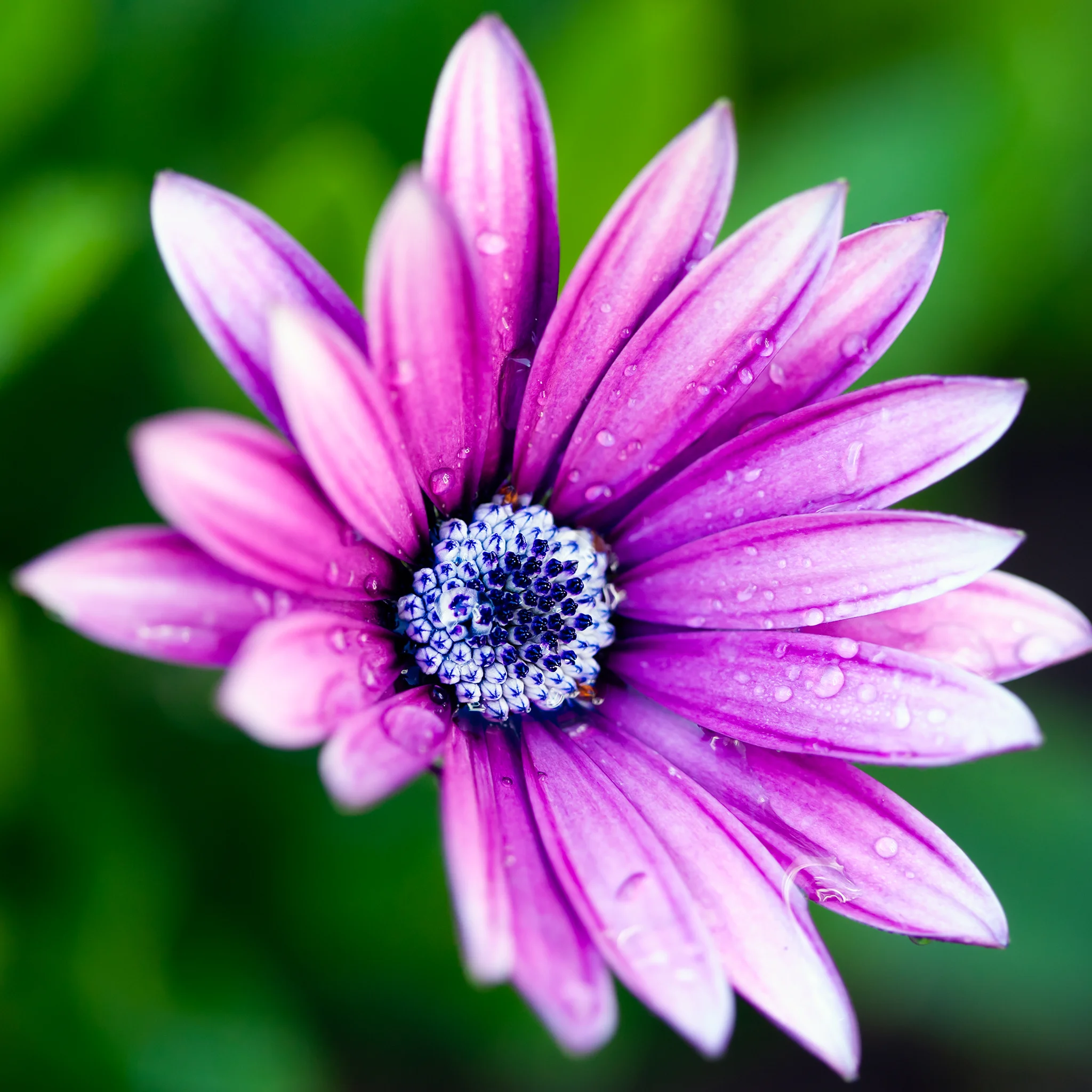 daisy_retina_ipad_3_gen_wallpaper.jpg