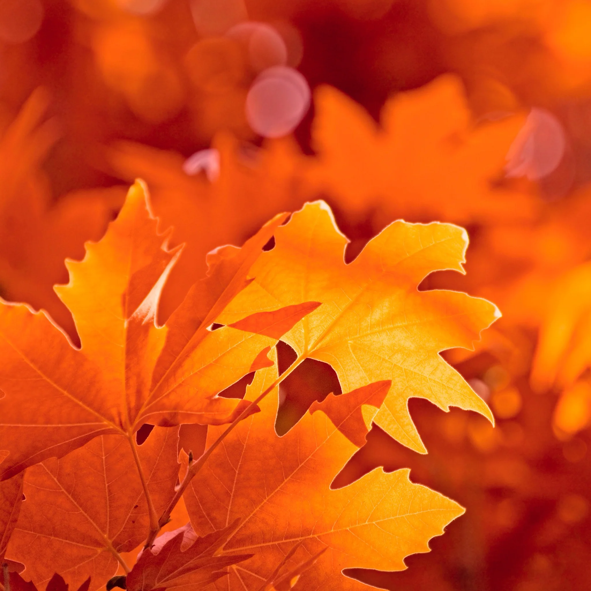ipad_air_wallpaper_retina_background_orange_fall_leaves.jpg
