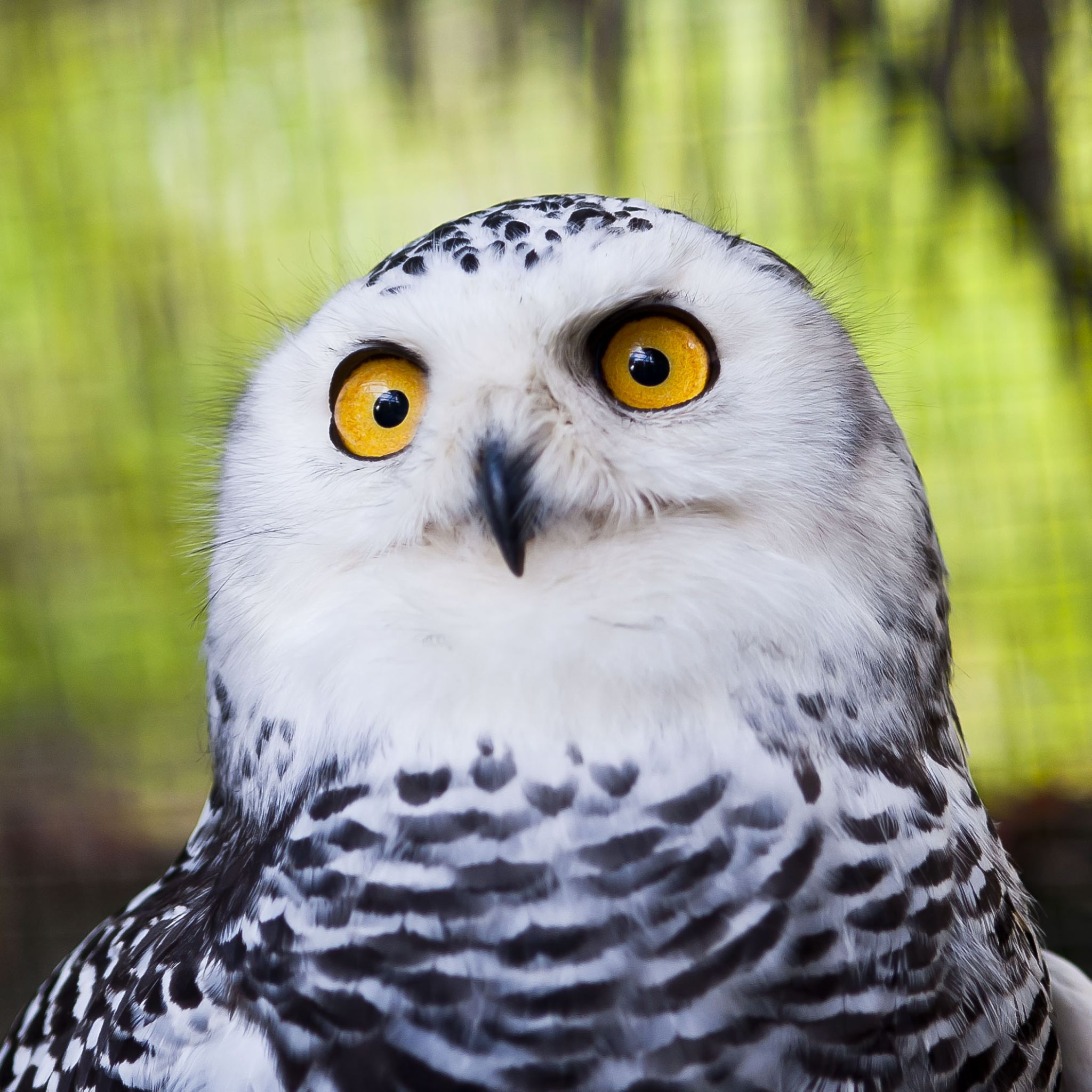 white_owl_face_retina_ipad_3_gen_2048x2048_wallpaper.png