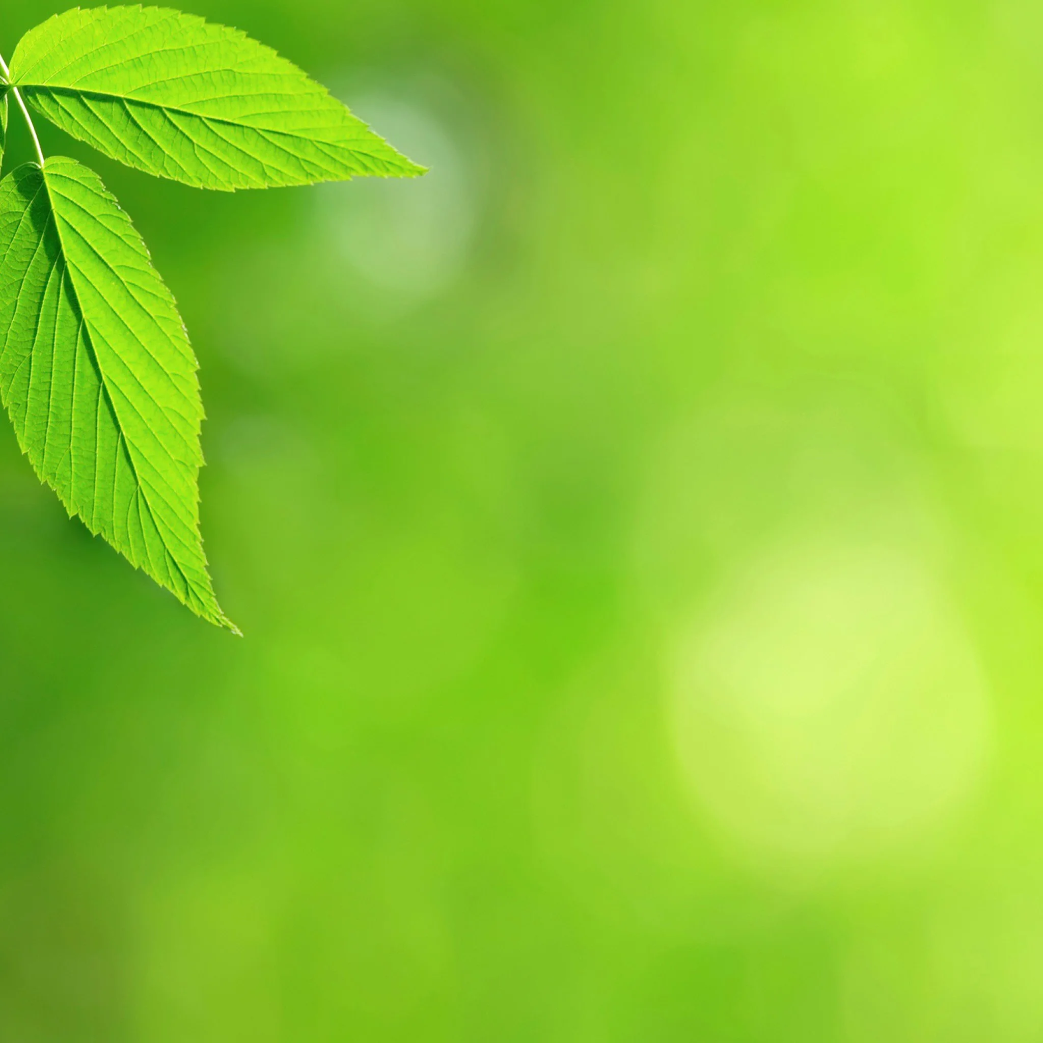 spring_leaves__ipad_3rd_gen_retina_wallpaper_2048x2048.jpg