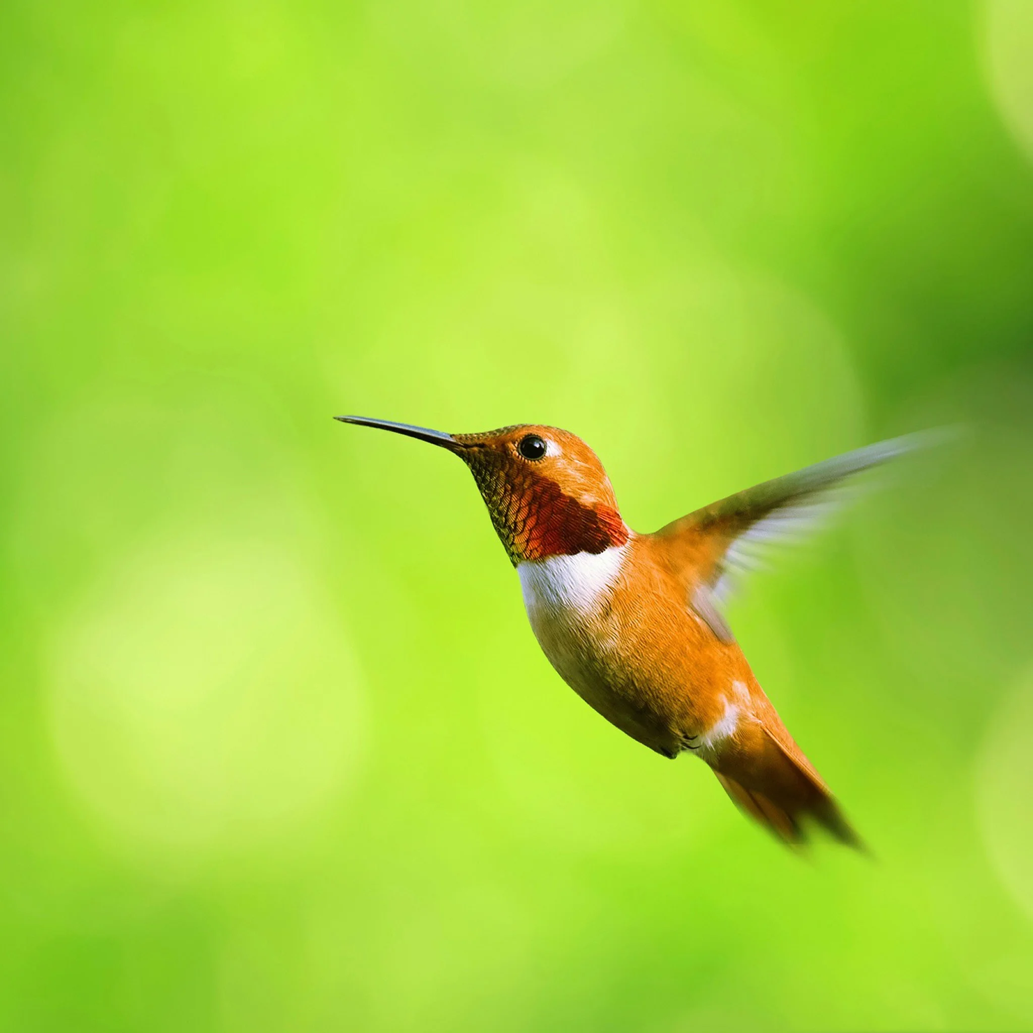 hummingbirds_ipad_3rd_gen_retina_wallpaper_2048x2048.jpg