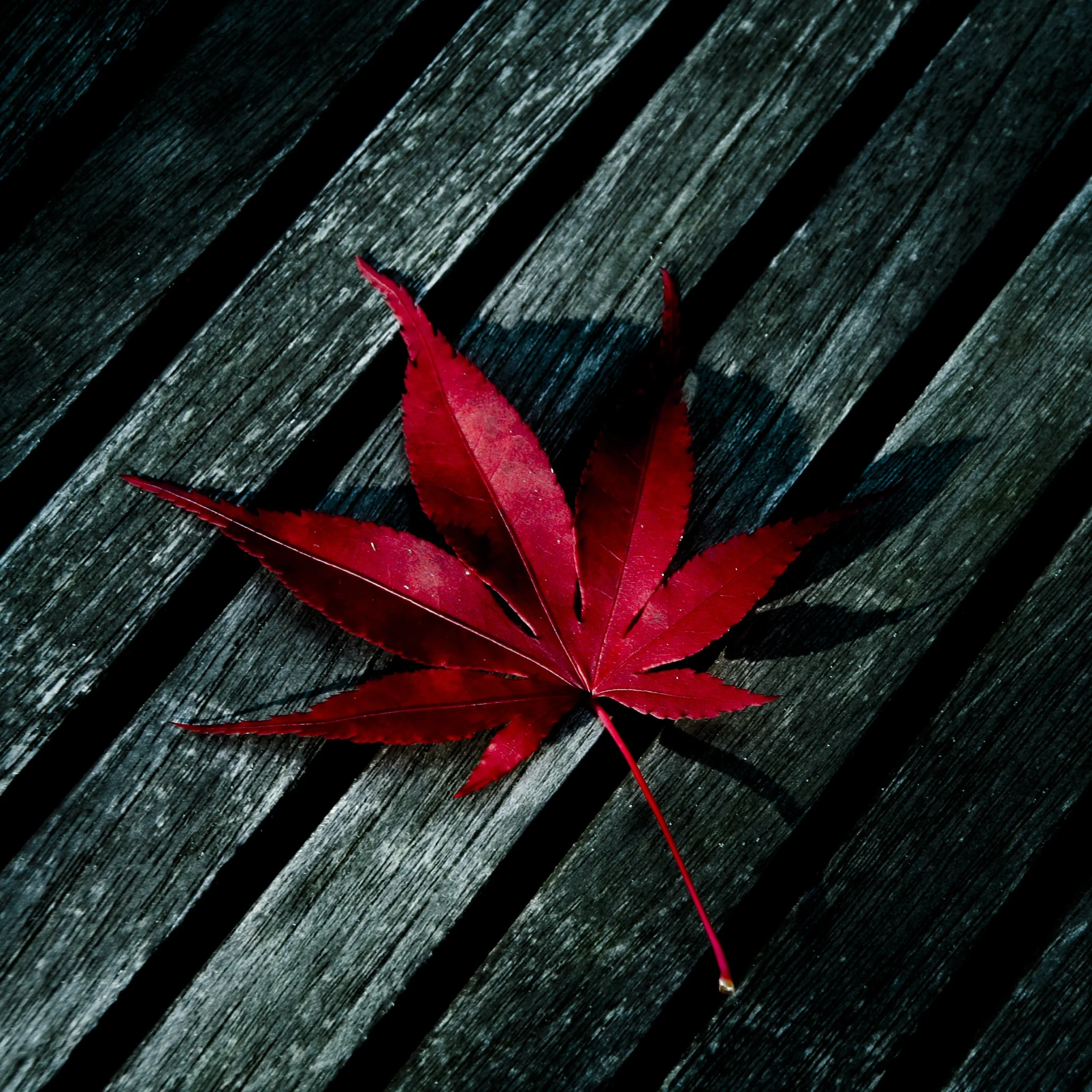 red_leaf_retina_ipad_3_gen_wallpaper.jpg