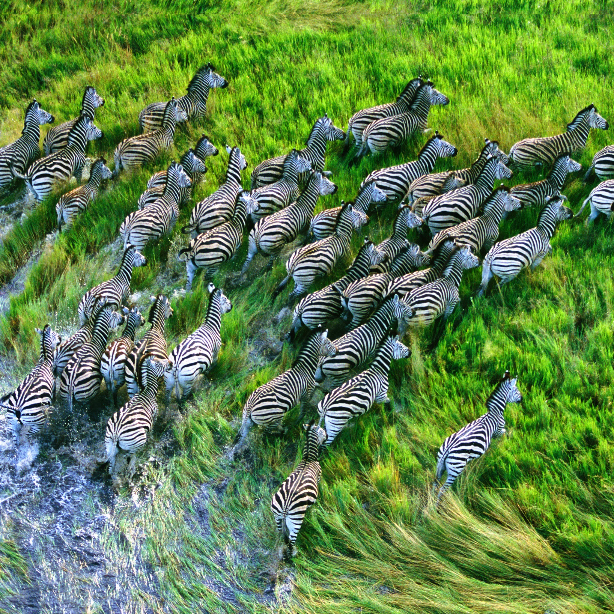 osx_mountain_lion_zebras_retina_ipad_3_wallpaper.jpg