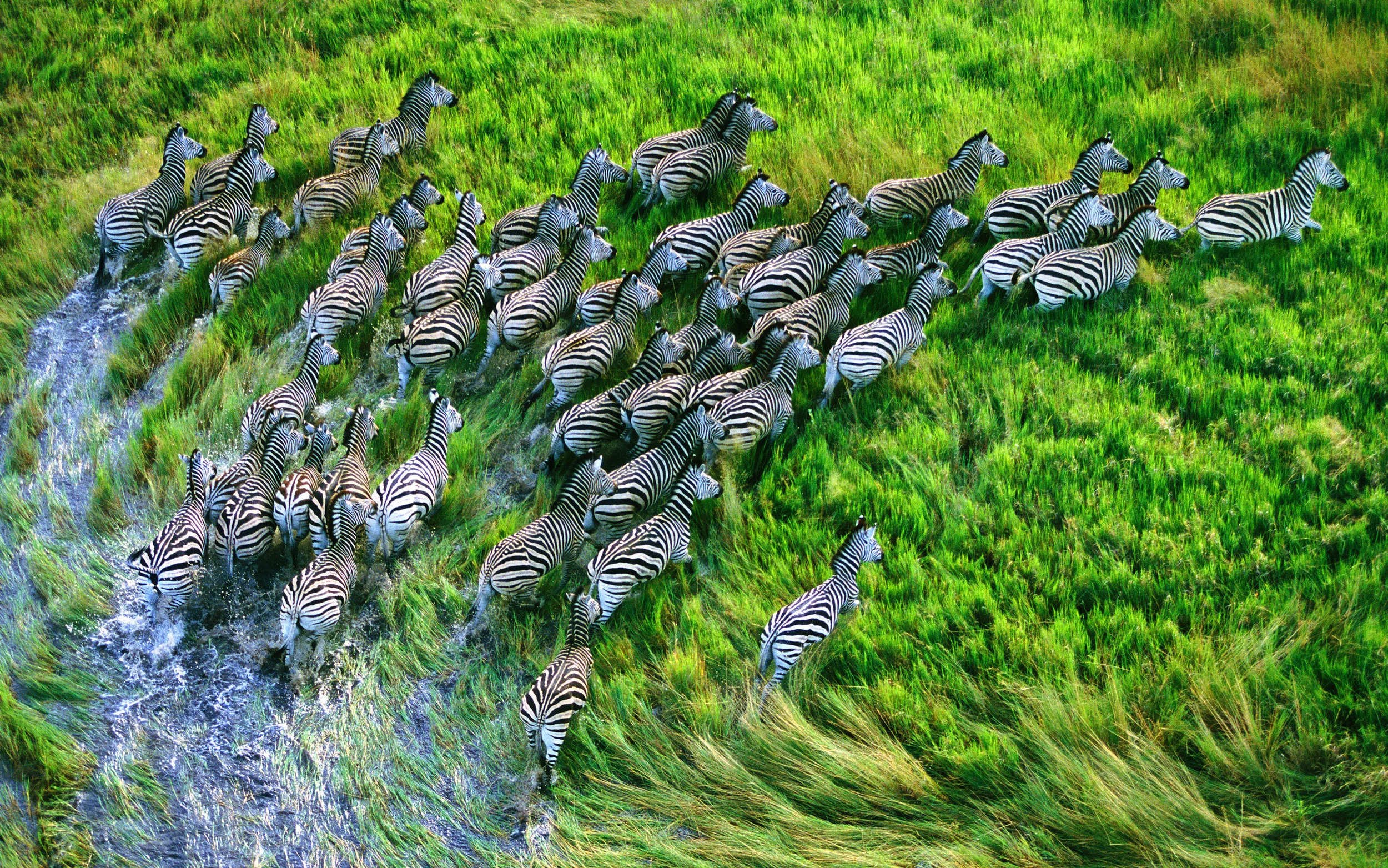 os_x_mountain_lion_zebras_retina_macbook_pro_wallpaper.jpg