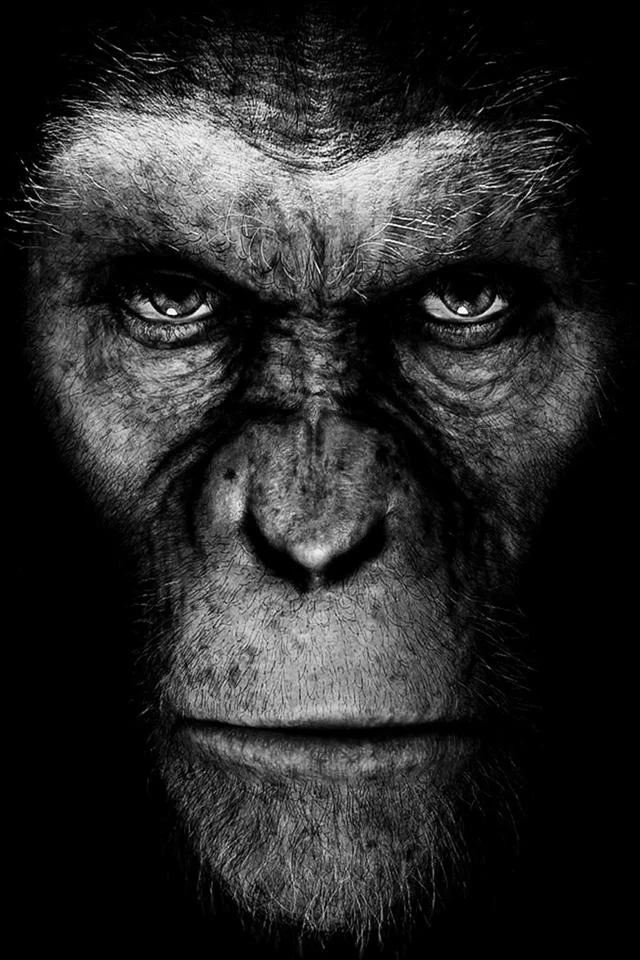 rise_of_the_planet_of_the_apes_iphone4_wallpaper_caesar.jpg