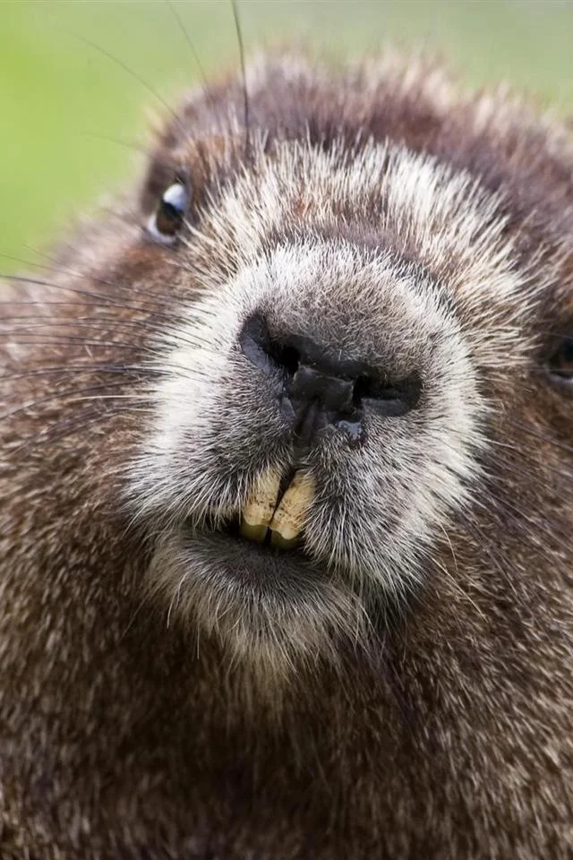 gopher-teeth-iphone-4s-wallpaper.jpg