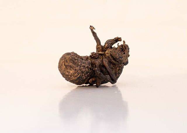 Cicada

From 'Swishing' 2019 (Bronze) Photograph by @robwaggers