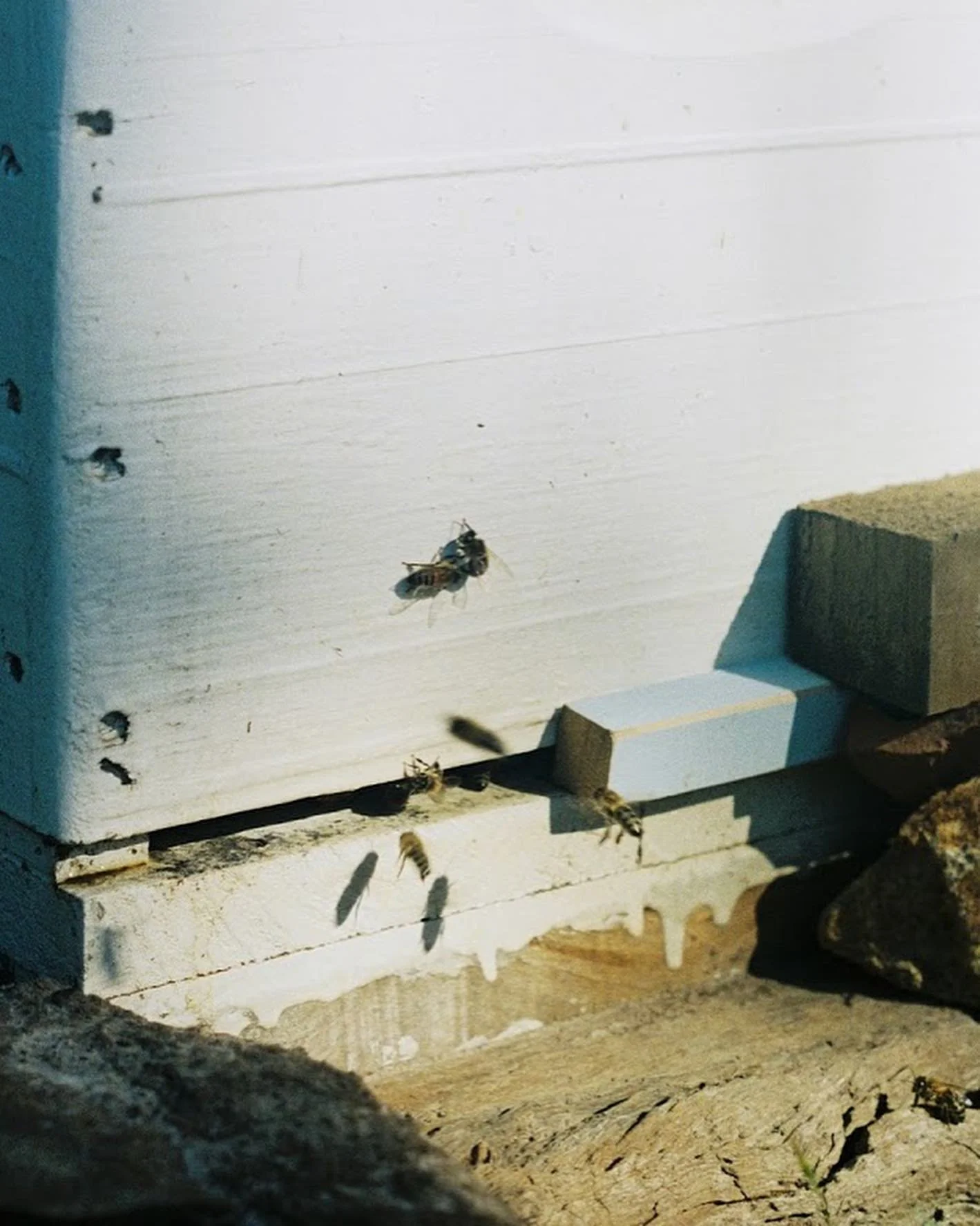 A collaboration with bees