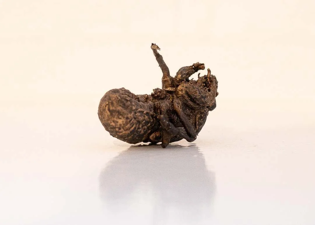 Cicada

From 'Swishing' 2019 (Bronze) Photograph by @robwaggers