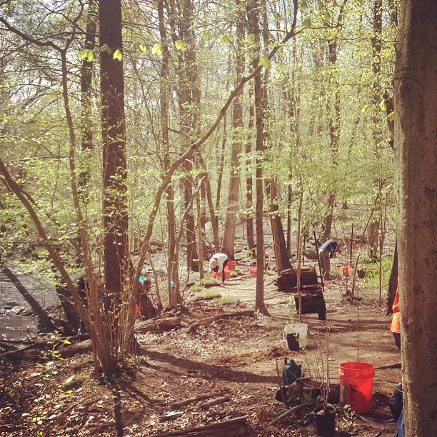 Volunteers installing native plants along the banks of the Mianus in Stamford, CT.